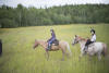 Horses In Grassy Meadow