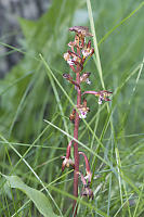 Spotted Coralroot In Grass