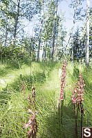 Spotted Coralroot In Trembling Aspen Forest