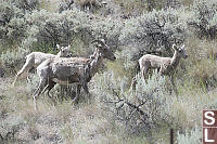 Bighorn Sheep And Lambs