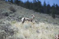 Bighorn Sheep Mother And Calf