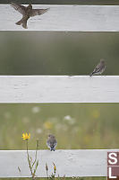 Bluebirds On Fence