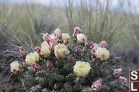 Brittle Prickly Pear Flowering