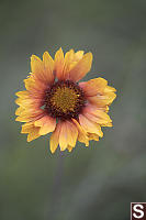 Common Gaillardia Growing Roadside