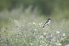 Eastern Kingbird With Flowers Behind