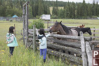Nara Feeding Apples To Horse