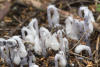 Ghost Pipes Pushing Through Needles