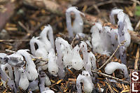 Ghost Pipes Pushing Through Needles