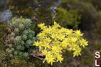 Spearleaf Stonecrop