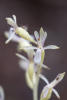 Spotted Coralroot Light Yellow