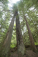 Western Red Cedar Sitka Spruce Western Hemlock,