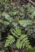 Wet Forest Plants