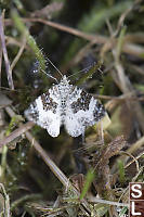 Common Carpet Moth