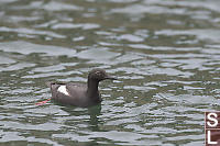 Pigeon Guillemot