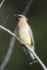 Cedar Waxwing Checking Me Out