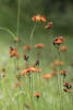 Orange Hawkweed Spiky Stems