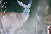 Deer In The Tall Grass