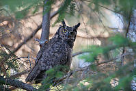 Great Horned Owl