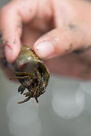 Hermit Crab Looking Out