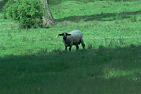 Blackhead Sheep