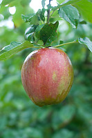 Apple Hanging On Tree