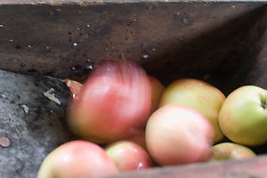 Apples Going Getting Ground Up