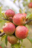 Bunch Of Apples On Tree