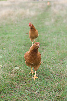 Chickens Coming To Say Hi