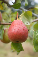 Pear On Tree