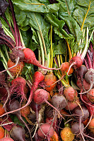 Various Beets