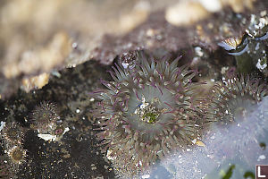 Aggregating Anemone Different Sizes