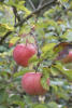 Apples On Tree
