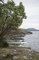 Arbutus With View