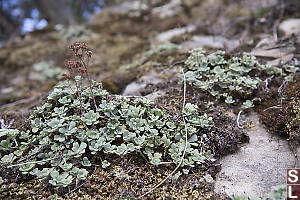 Broad Leaved Stonecrop Gone To Seed