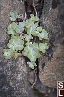 Broad Leaved Stonecrop On Rocks