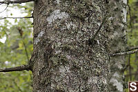 Brown Creeper