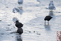 Oyster Catchers On Beach