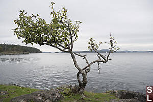 Pacific Crab Apple