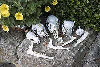 Skull Collection