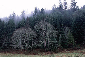 Foggy Trees