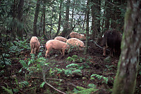 Pigs In the Forest