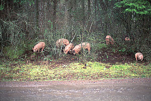 Pigs In The Forest