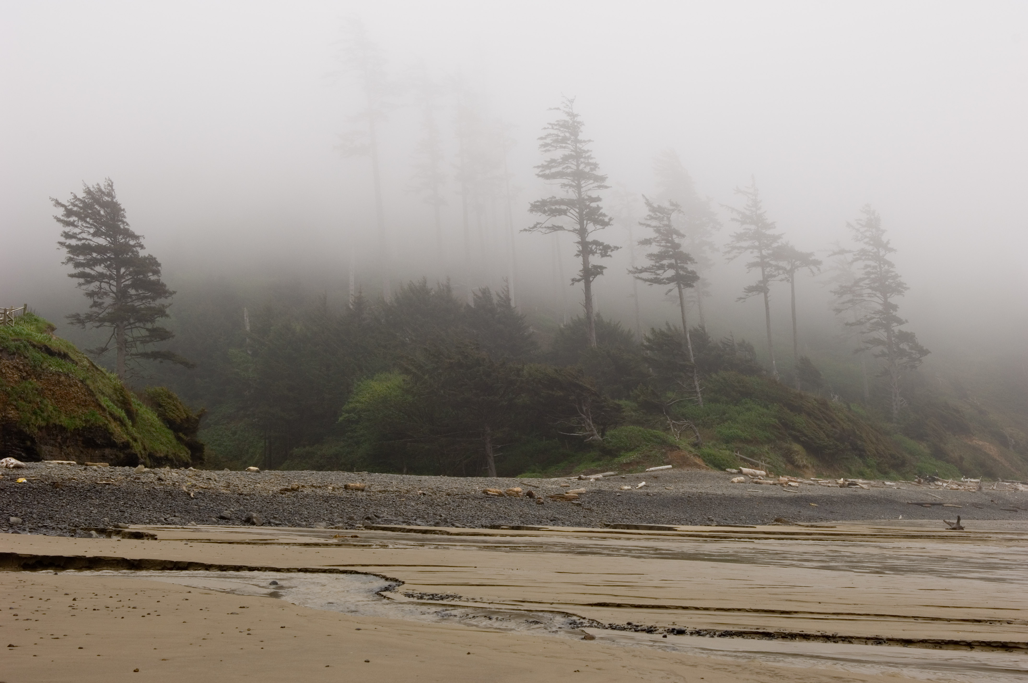 Foggy Trees