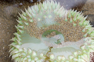 Giant Green Anemone