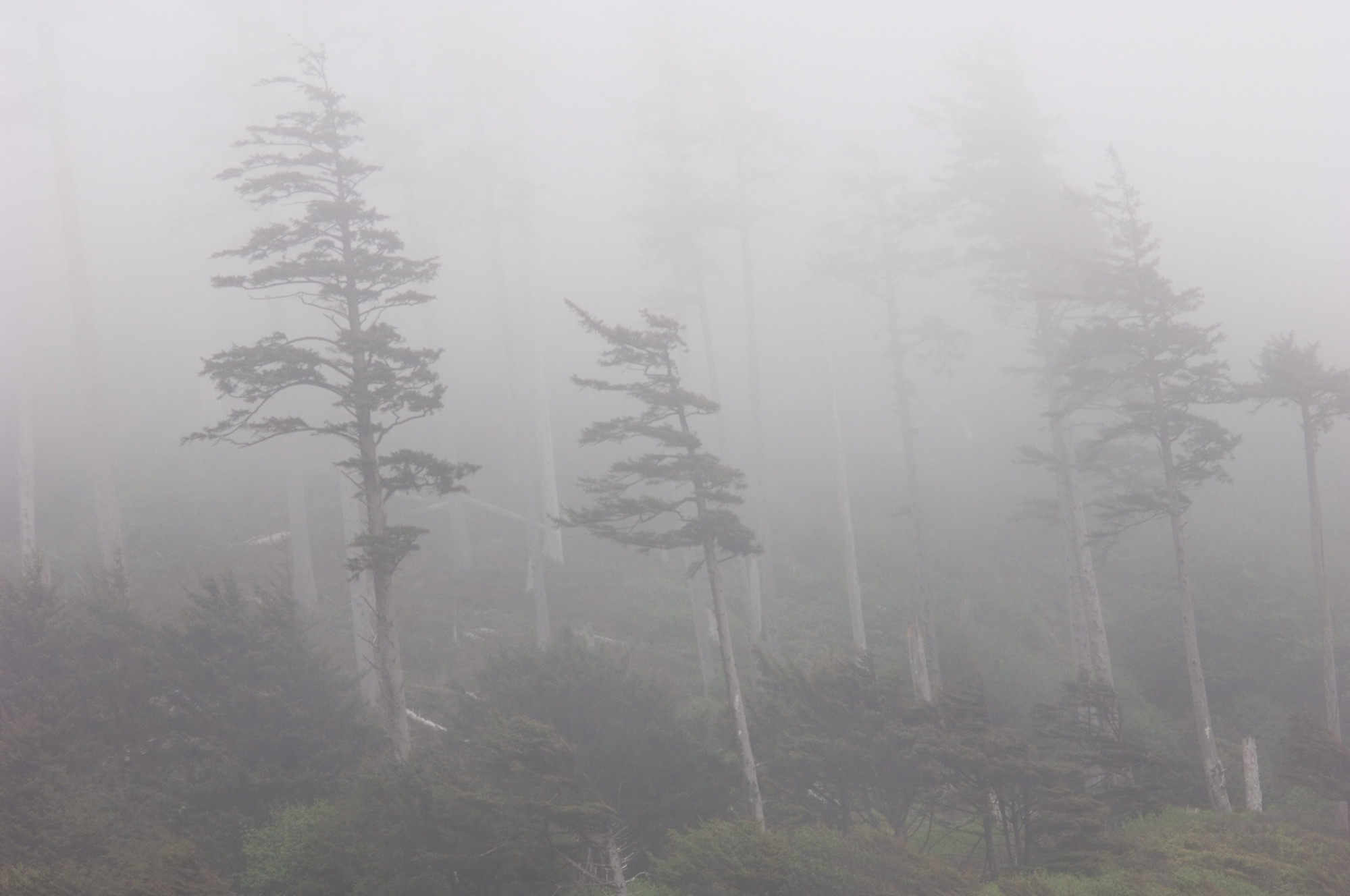 Trees Fog