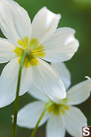 Backs Of Lilies