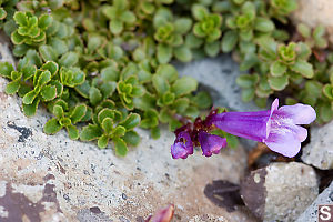 Davidsons Penstemon