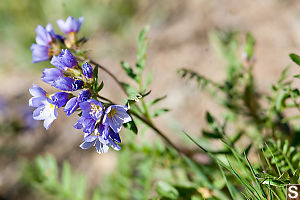 Jacobs Ladder