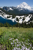 Mount Rainier With Phlox And Lake