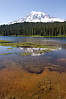 Rainier In Shallow Water